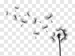 Сlipart Dandelion Single Flower Flower White Black vector cut out BillionPhotos