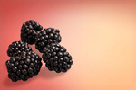 Сlipart blackberry fruit background berry black   BillionPhotos