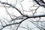 Сlipart Winter Snow Tree Branch Blizzard photo  BillionPhotos