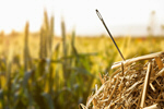 Сlipart Needle in a Haystack Searching Haystack Needle Hay   BillionPhotos