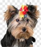 Сlipart Dog Scale Pets Contrasts Group Of Animals photo cut out BillionPhotos