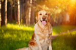 Сlipart labrador retriever abstract adult adventure   BillionPhotos