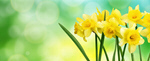 Сlipart daffodil spring bright green nature   BillionPhotos