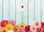 Сlipart Standing Out From The Crowd Individuality Flower Daisy Gerbera Daisy   BillionPhotos