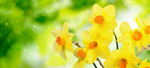 Сlipart daffodil spring bright green nature   BillionPhotos