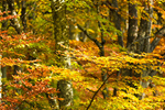 Сlipart autumn background asia autumn background autumnal photo  BillionPhotos