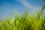 Сlipart Wheat Field Cereal Plant Crop Green photo  BillionPhotos