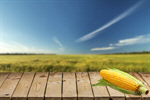 Сlipart Corn Corn On The Cob Sweetcorn White Vegetable   BillionPhotos