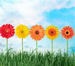 Сlipart Flower Gerbera Daisy Daisy Grass Yellow   BillionPhotos