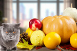 Сlipart adorable animal apples autumn bottom   BillionPhotos
