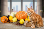 Сlipart adorable animal apples autumn bottom   BillionPhotos