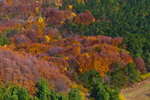 Сlipart forest autumn fall top view photo  BillionPhotos