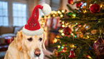 Сlipart pet dog animal white holiday   BillionPhotos