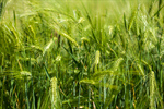 Сlipart Wheat Field Cereal Plant Crop Green photo  BillionPhotos