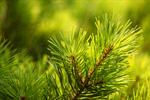Сlipart Fir Tree Christmas Pine Tree Branch photo  BillionPhotos