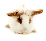 Сlipart Rabbit Pets Animal Baby Rabbit Cute photo  BillionPhotos