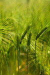 Сlipart Wheat Field Cereal Plant Crop Green photo  BillionPhotos