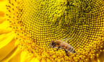 Сlipart bee yellow flower family summer   BillionPhotos