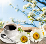 Сlipart Daisy Chamomile Flower Chamomile Plant White   BillionPhotos