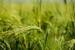 Сlipart Wheat Field Cereal Plant Crop Green photo  BillionPhotos