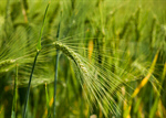 Сlipart Wheat Field Cereal Plant Crop Green photo  BillionPhotos