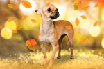Сlipart fall animal autumn background concept   BillionPhotos