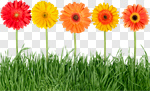 Сlipart Flower Gerbera Daisy Daisy Grass Yellow photo cut out BillionPhotos