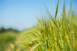 Сlipart Wheat Field Cereal Plant Crop Green photo  BillionPhotos