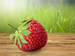 Сlipart Strawberry Red Photography Color Image Horizontal   BillionPhotos
