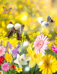 Сlipart spring april meadow nature background   BillionPhotos