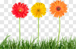Сlipart Flower Daisy Grass Gerbera Daisy Daisy Family photo cut out BillionPhotos
