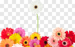 Сlipart Standing Out From The Crowd Individuality Flower Daisy Gerbera Daisy photo cut out BillionPhotos