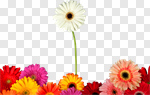 Сlipart Standing Out From The Crowd Individuality Flower Daisy Gerbera Daisy photo cut out BillionPhotos