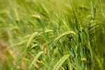 Сlipart Wheat Field Cereal Plant Crop Green photo  BillionPhotos