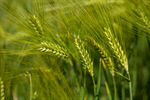 Сlipart Wheat Field Cereal Plant Crop Green photo  BillionPhotos