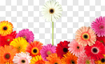 Сlipart Standing Out From The Crowd Individuality Flower Daisy Gerbera Daisy photo cut out BillionPhotos