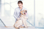Сlipart veterinarian dog white medical examination   BillionPhotos