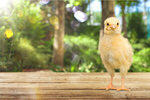 Сlipart animal baby background bird born   BillionPhotos