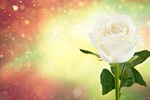 Сlipart Rose White Flower Wedding Green   BillionPhotos