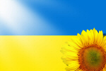 Сlipart sunflower ukraine background beautiful blue   BillionPhotos