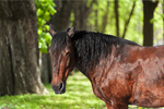Сlipart fur black profile pets horse   BillionPhotos