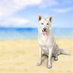 Сlipart Dog Happiness Pets Animal Loyalty   BillionPhotos