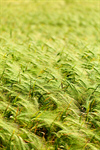 Сlipart Wheat Field Cereal Plant Crop Green photo  BillionPhotos