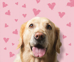 Сlipart dog valentine 14 february adorable animal   BillionPhotos