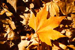 Сlipart Autumn Leaf Backgrounds Season Orange photo  BillionPhotos