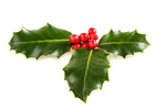 Сlipart Holly Christmas Holiday Christmas Decoration Berry photo  BillionPhotos
