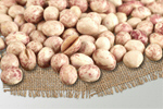 Сlipart bean white common cultivation garden   BillionPhotos