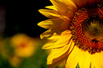 Сlipart Flower Single Flower Sunflower Sky Blue photo  BillionPhotos