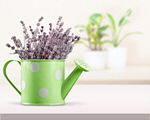 Сlipart flower home fresh freshness decoration   BillionPhotos