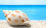 Сlipart collection shell object mollusk souvenir   BillionPhotos